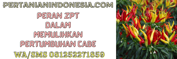 peran,petani,cabai,budidaya,budidaya cabe,pertanian indonesia